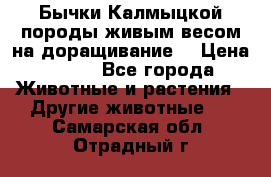 Бычки Калмыцкой породы живым весом на доращивание. › Цена ­ 135 - Все города Животные и растения » Другие животные   . Самарская обл.,Отрадный г.